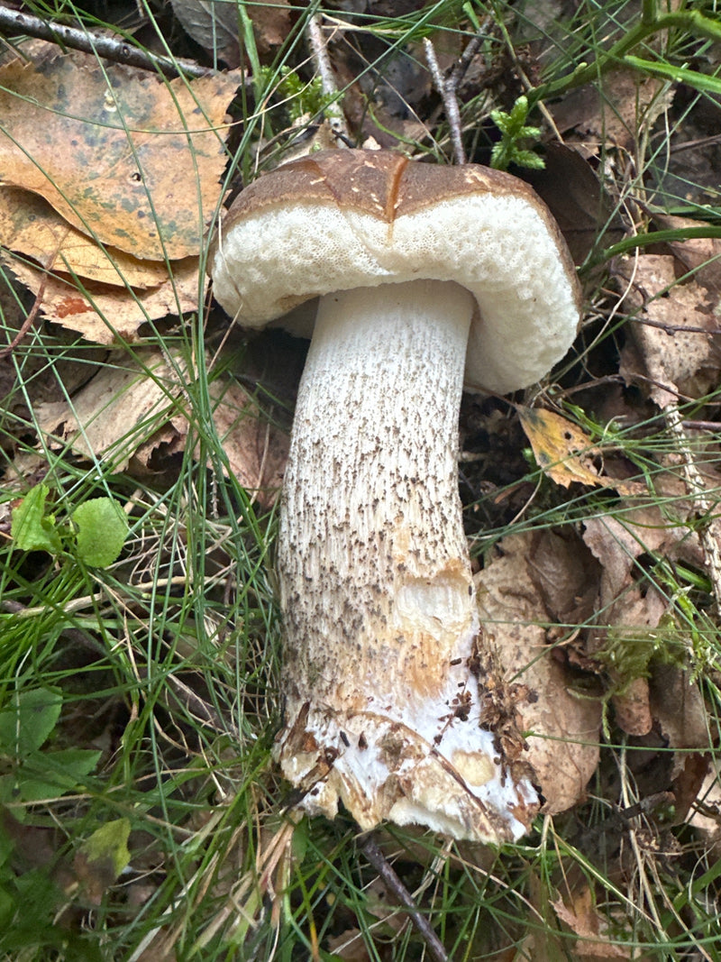 Een vruchtlichaam van de gewone berkensnavel met een bruine hoed en geschubde steel ligt op een bosbodem bedekt met gras en bladeren.