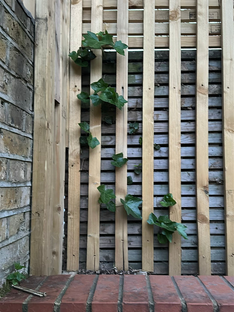 Klimop groeit omhoog langs een houten schutting en een bakstenen muur. De typische bladeren zijn goed zichtbaar.
