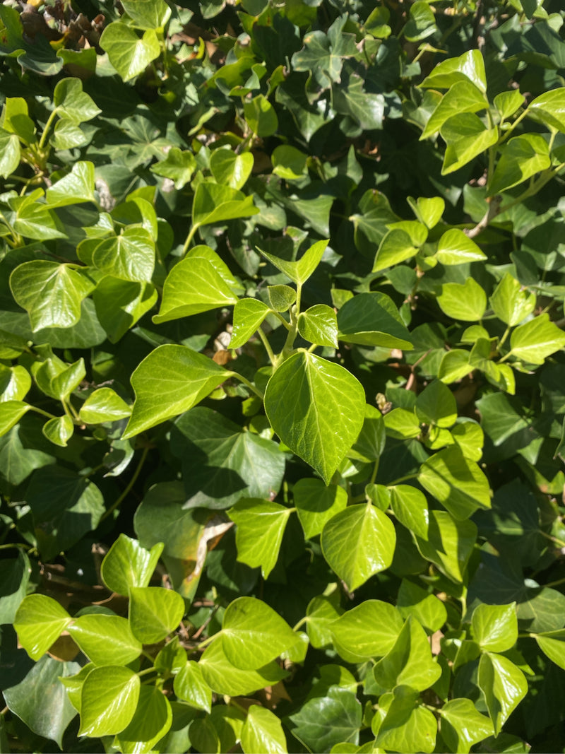 Dicht bladerdek van klimop met glanzende, frisgroene bladeren in het zonlicht.