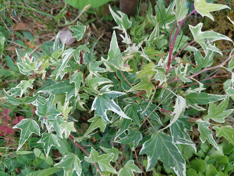 De foto toont een klimoplant met karakteristieke wit-groen bont gekleurde bladeren die op de grond groeit. De foto is van bovenaf genomen.
