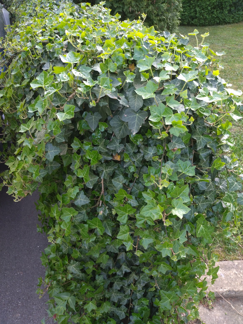 De afbeelding toont een dichte klimop met typische glanzende groene bladeren. Hij groeit bossig in de tuin.
