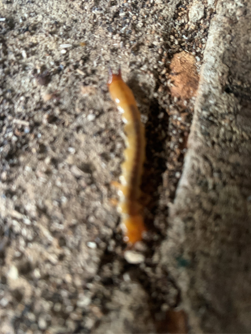 Een gewone aardduizendpoot beweegt zich over de zandige grond. De foto toont het dier van bovenaf in zijn natuurlijke omgeving.