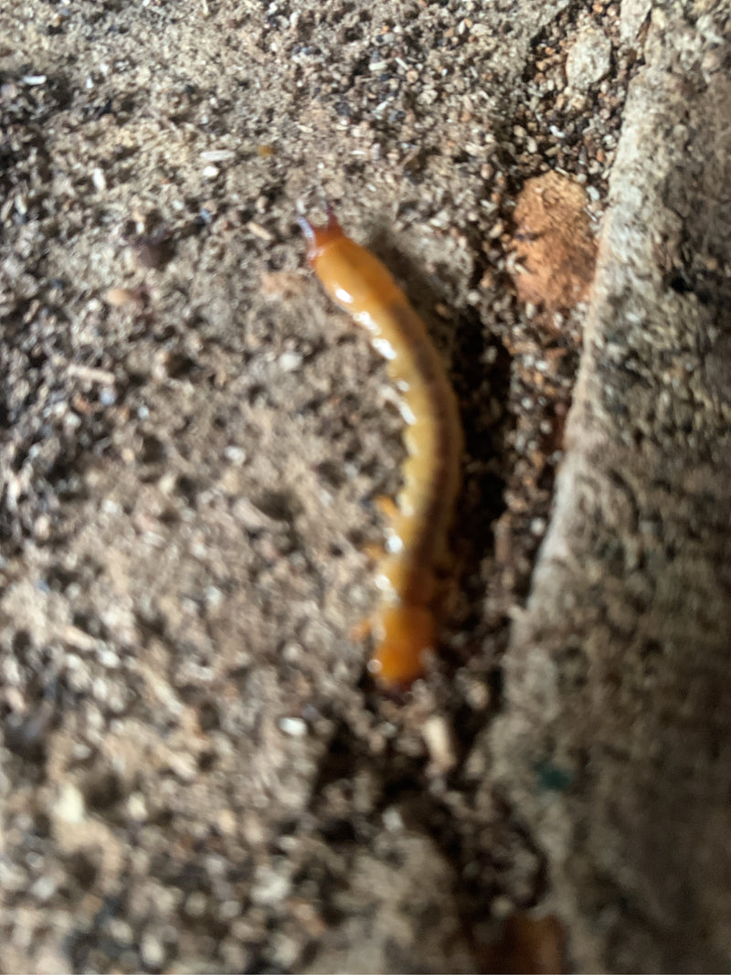 Een gewone aardduizendpoot kruipt over de aardachtige grond. Het slanke, gelige lichaam is duidelijk zichtbaar.