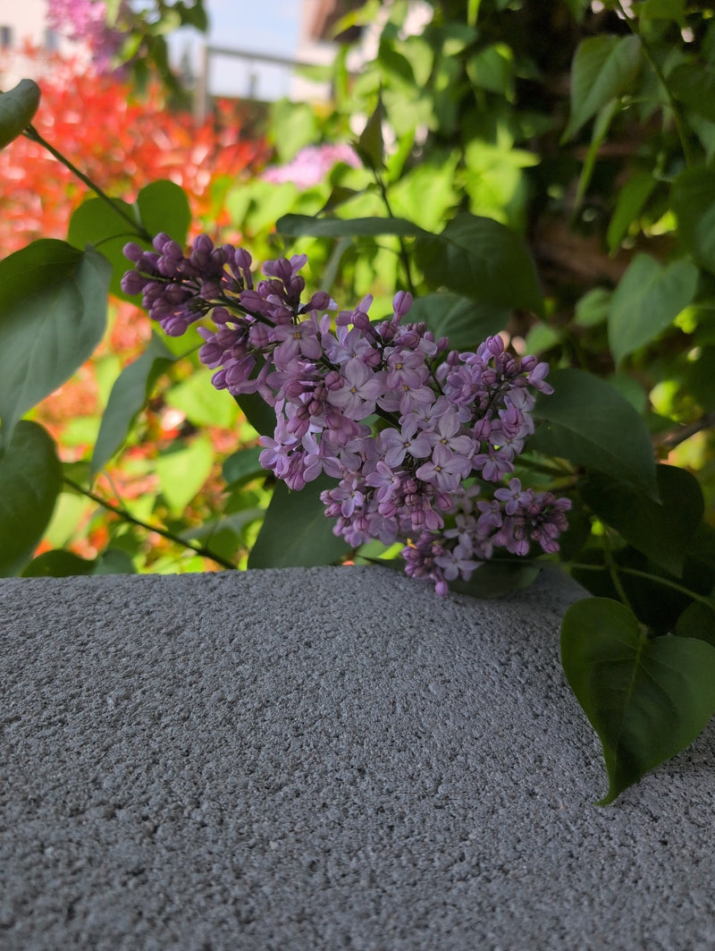 lila — Bild 1