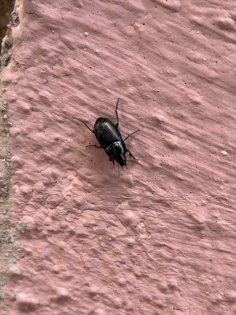 De afbeelding toont een zwarte kever met een glanzend lichaam op een gestructureerd roZE oppervlak. Het insect zit stil in bovenaanzicht.