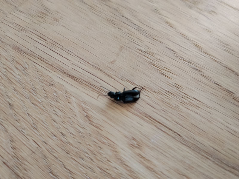 Gemeenschappelijke grafkever — Bild 2