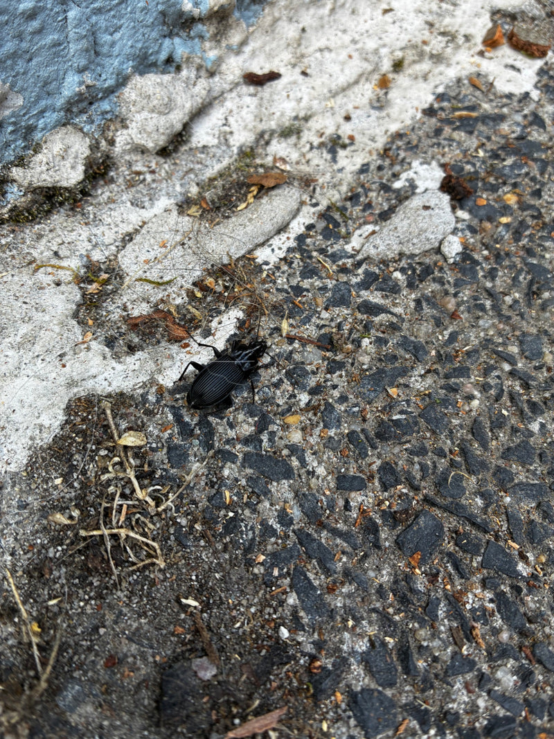 De afbeelding toont een gewone zwarte loopkever met een glanzend pantser. Hij zit op donker asfalt naast een lichte betonnen rand.