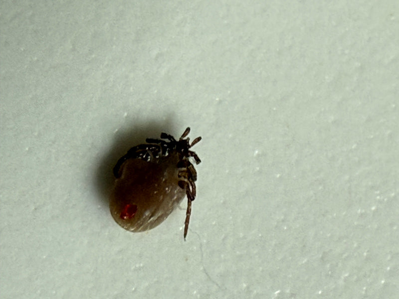 De afbeelding laat een schapenteek zien die rust op een lichte, gladde ondergrond. De close-up toont de typische vorm van de spinachtige.