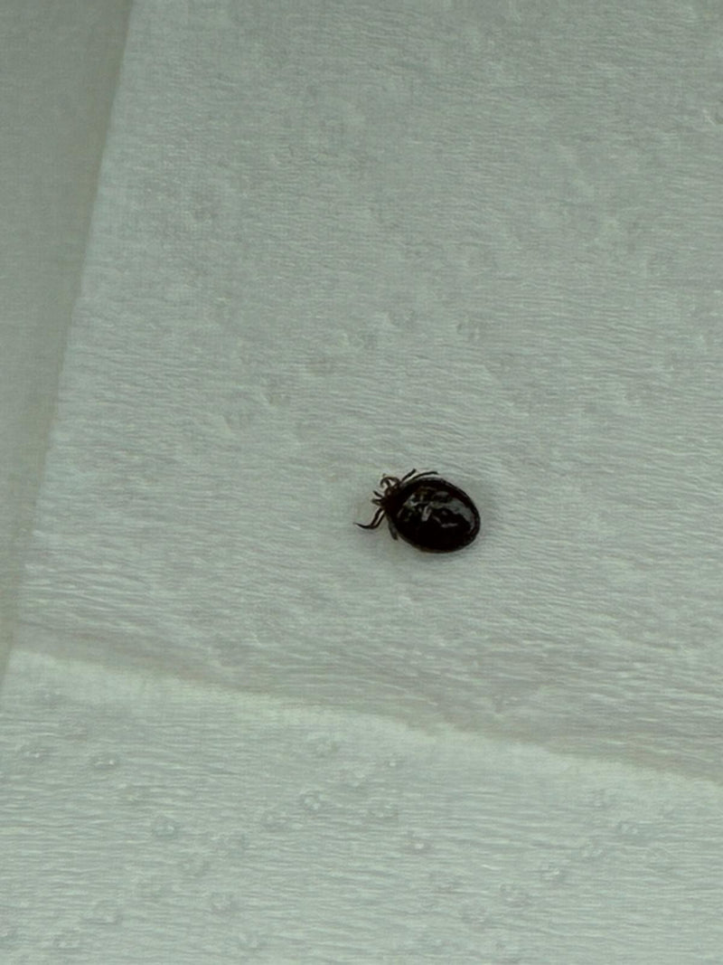 Een schapenteek is van boven te zien op een lichte achtergrond. De spinachtige rust stil op het oppervlak.