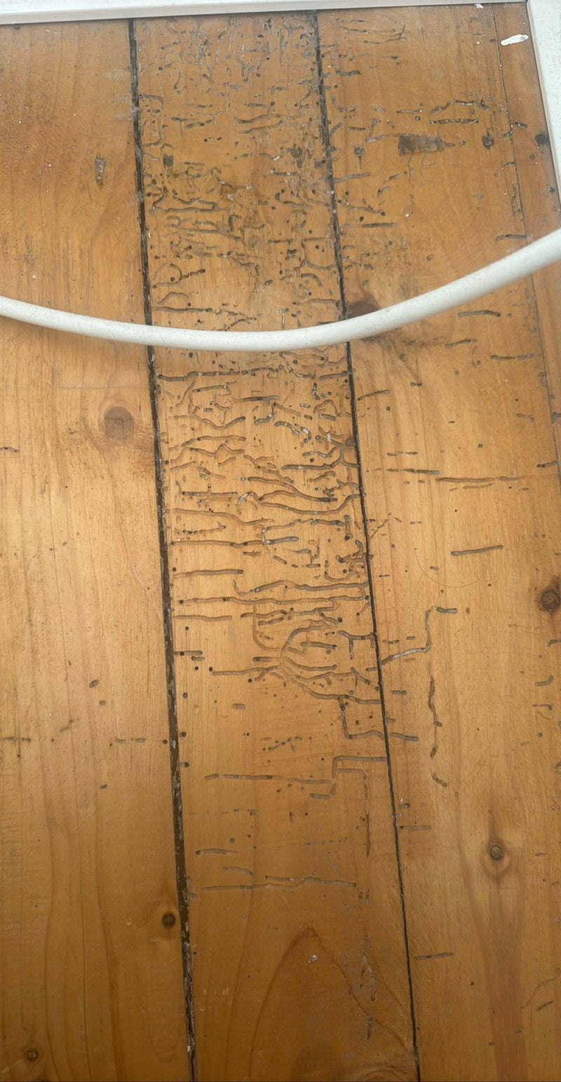 De afbeelding toont typische vraatsporen en uitvlieggaten van de gewone houtwormkever op een houten vloer. De fijnegangen en gaten in het hout duiden op een ...