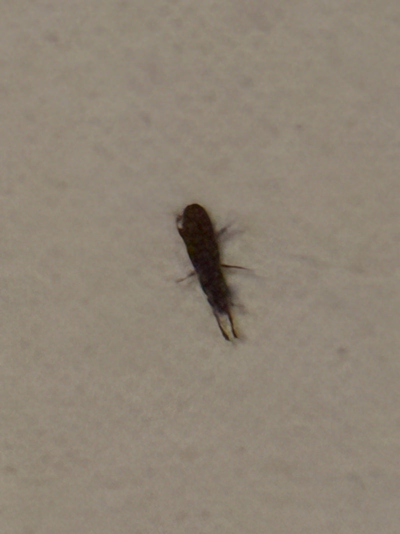 Oorworm — Bild 1