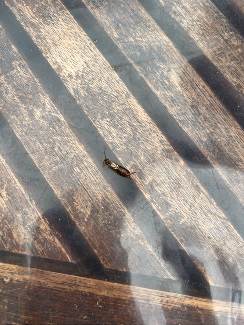 De afbeelding toont een enkel oorworm op een houten oppervlak. Het insect rust op de ondergrond.