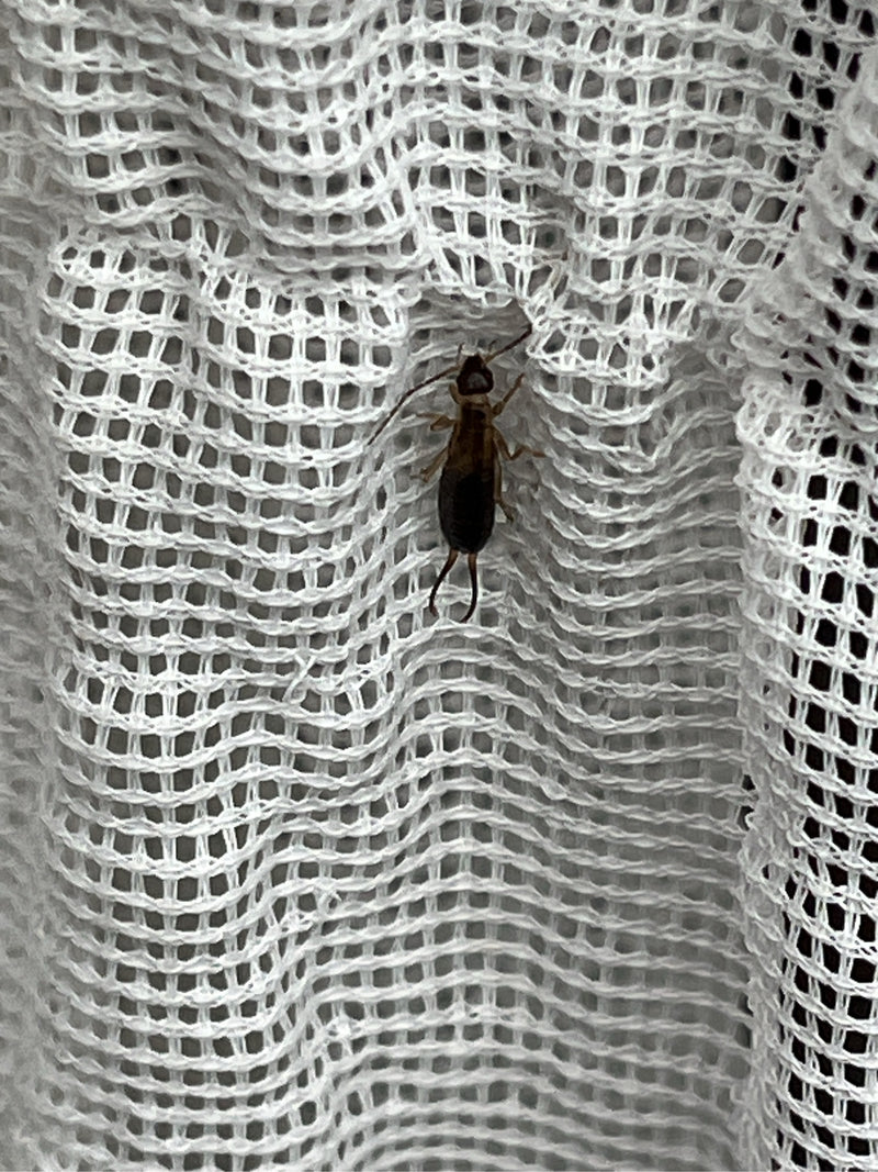 Een oorworm zit op een gestructureerd, wit textielnet. De kenmerkende tangen op het achterlijf zijn duidelijk zichtbaar.