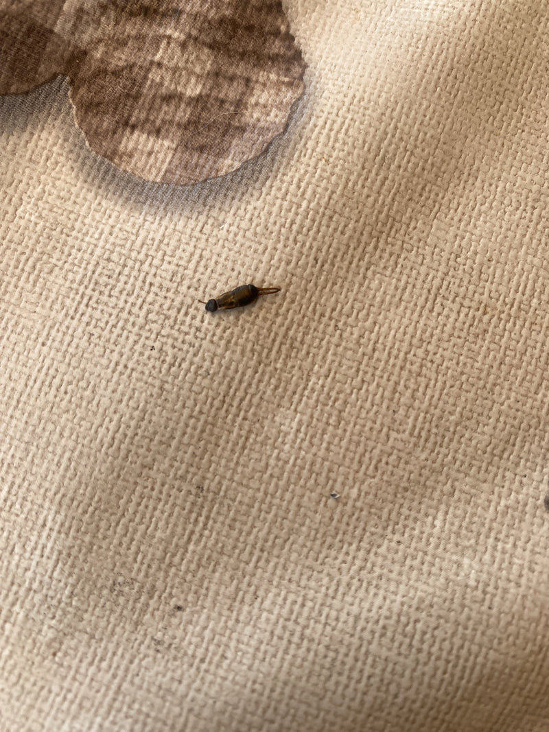 Een oorwurm zit op een lichte, gestructureerde textieloppervlak. De kenmerkende tangen aan de achterkant zijn goed zichtbaar.