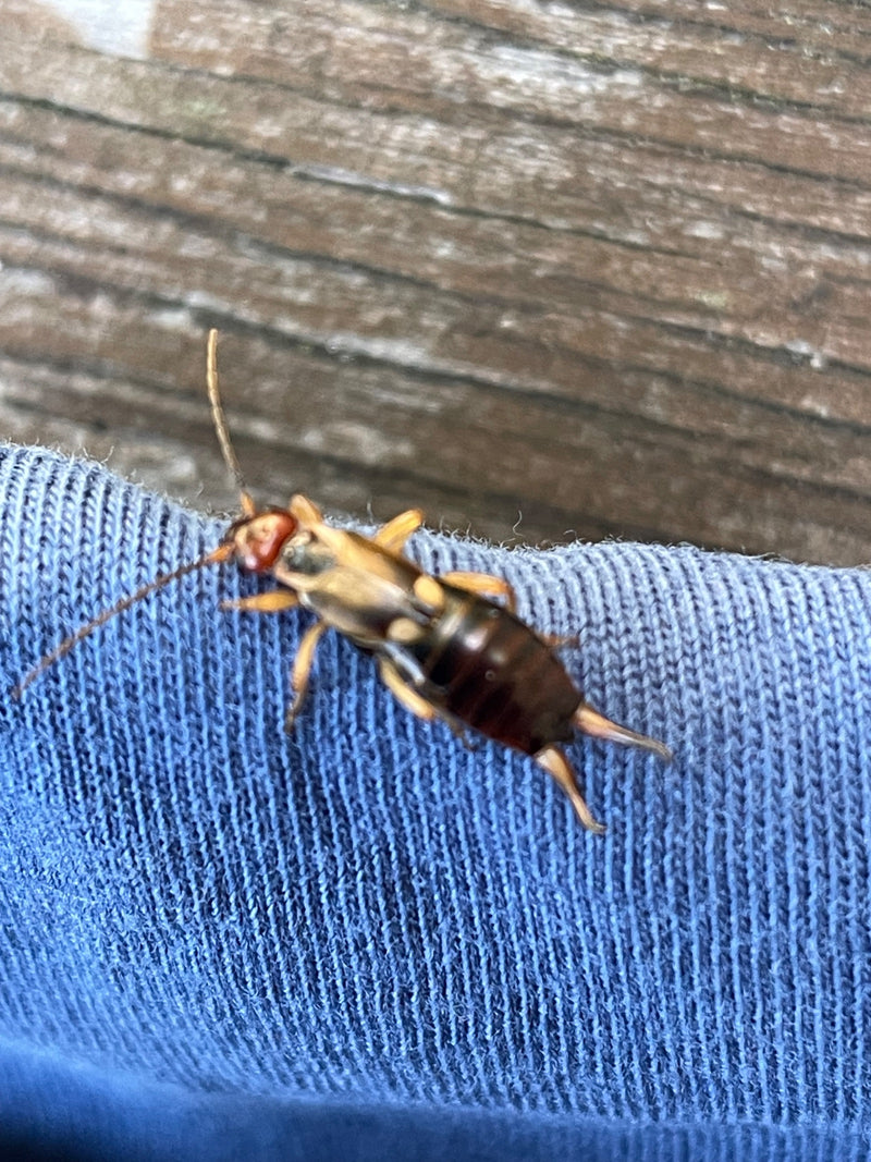 Een oorworm met kenmerkende tangen aan het achterste uiteinde zit op een blauwe stof. Het insect is goed zichtbaar van bovenaf.