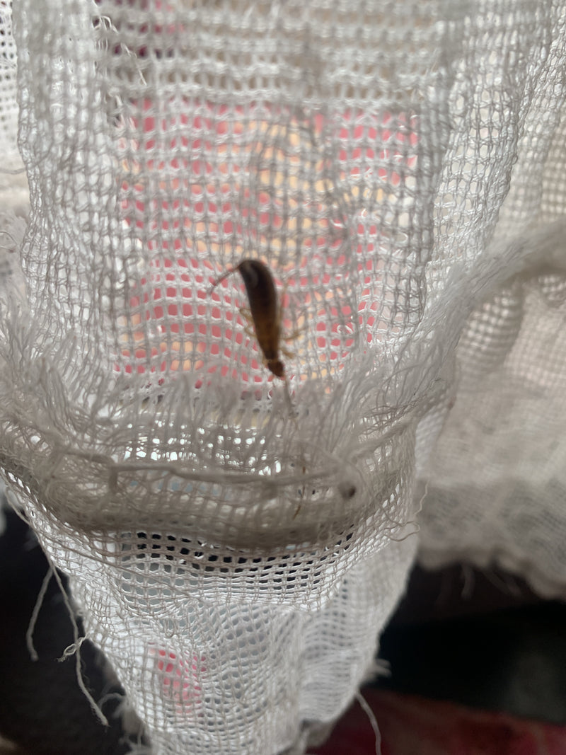 Een oorworm zit op een wit, gestructureerd gordijn. Het insect is duidelijk zichtbaar.