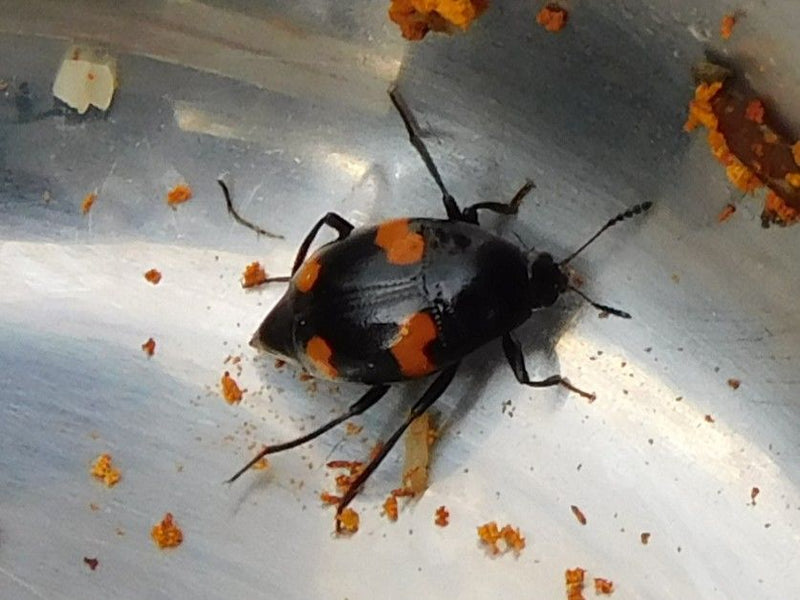 Gemeiner Pilzkäfer — foto 1 van 1