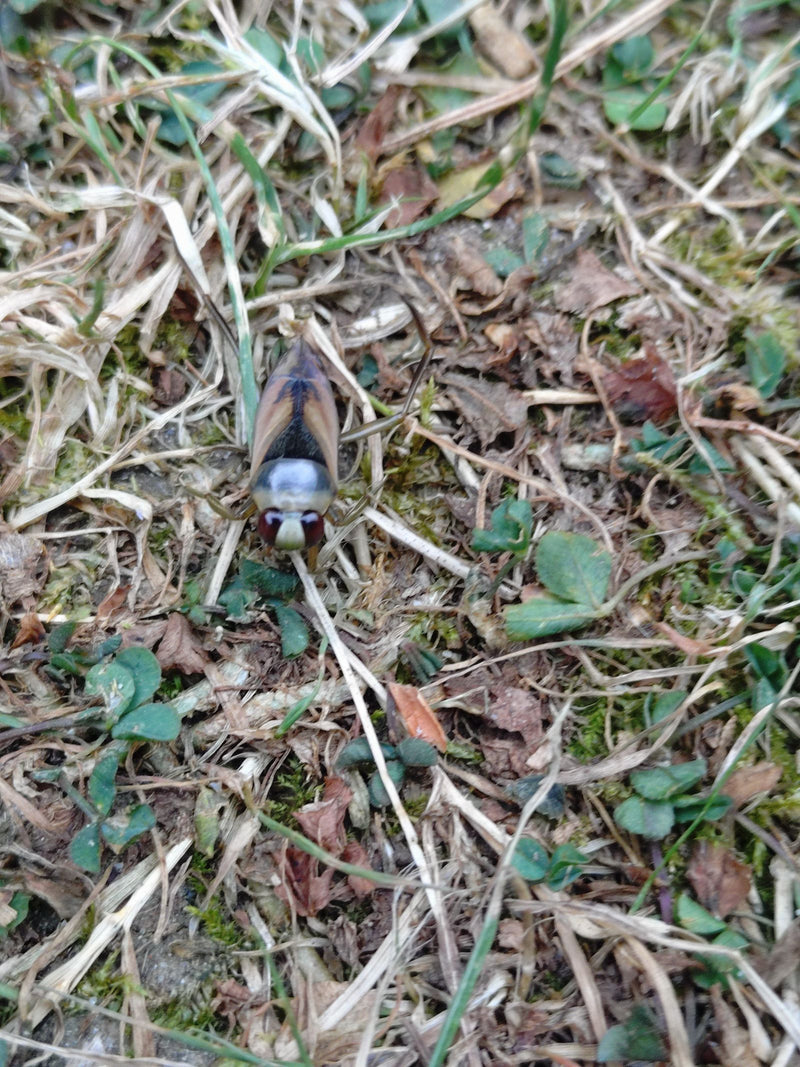 Gemeenschappelijke rugslag — foto 5 van 8