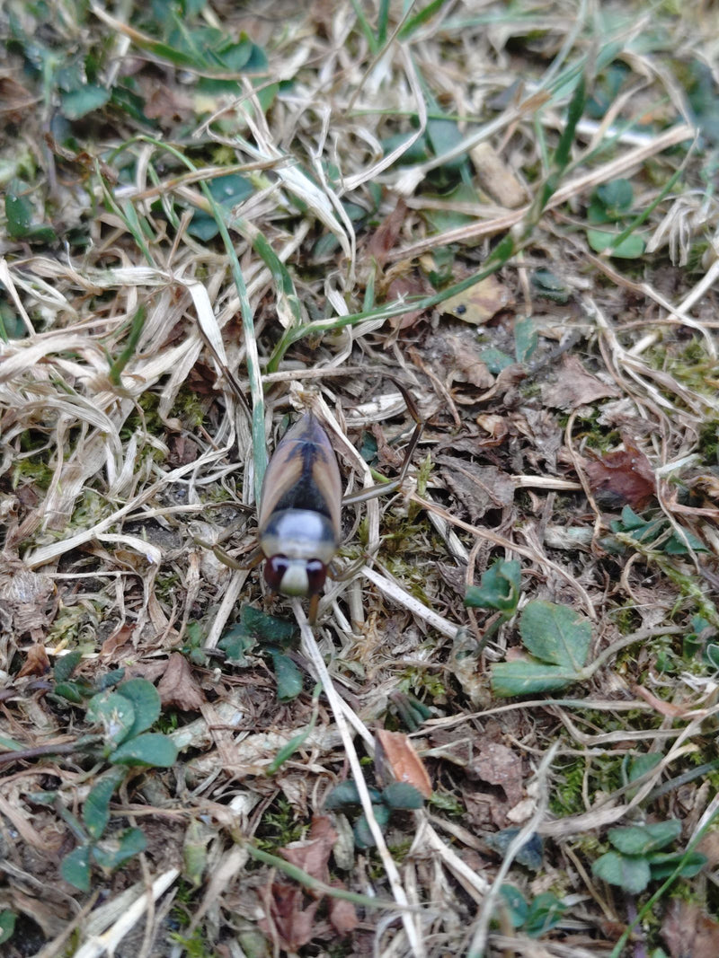 Gemeenschappelijke rugslag — foto 4 van 8