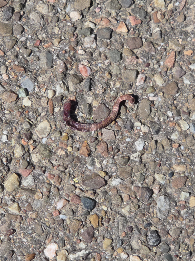 Gemeenschappelijke regenworm — Bild 2