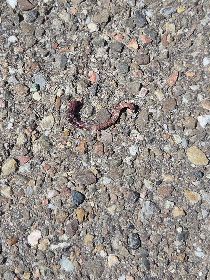 Gemeenschappelijke regenworm — Bild 1