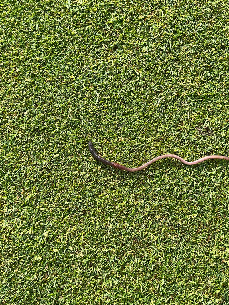 Een gewone regenworm ligt op een kort gazon en is duidelijk zichtbaar. Zijn wormachtige lichaam strekt zich uit over het groene gras.