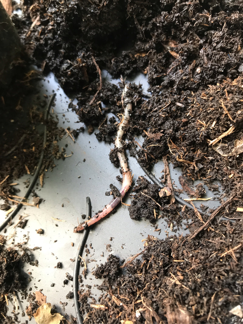 Gemeenschappelijke regenworm — foto 5 van 18