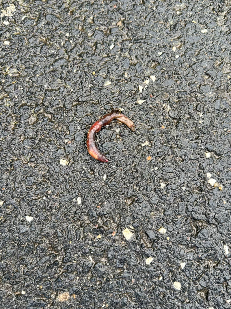 Een gewone regenworm ligt in een lichte bocht op nat asfalt. De foto toont het dier van bovenaf.