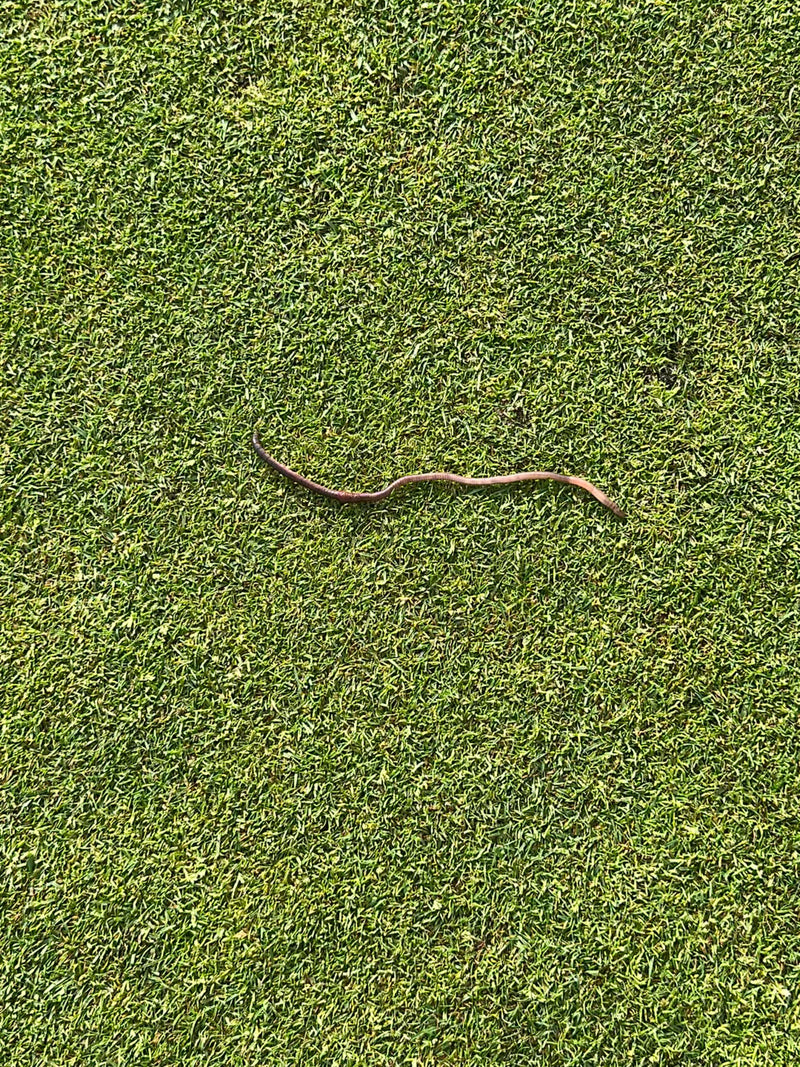 Een regenworm ligt uitgestrekt op een kort gazon. Het dier is goed te zien van bovenaf.