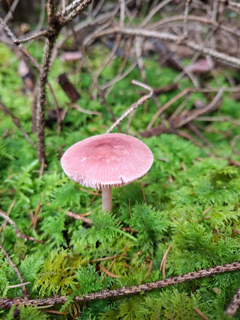 Een gewoon elfenbankje met een roze hoed groeit tussen dicht groen mos.