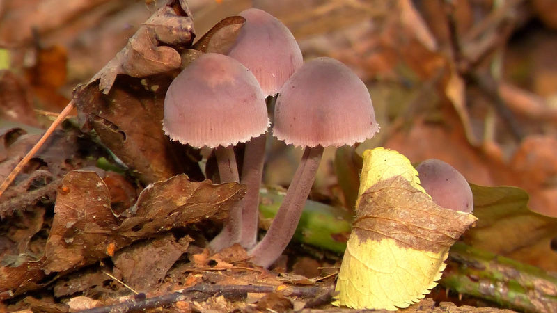 Een kleine groep van het gewoon elfenbankje/roze mycena groeit tussen herfstbladeren op de bosbodem.