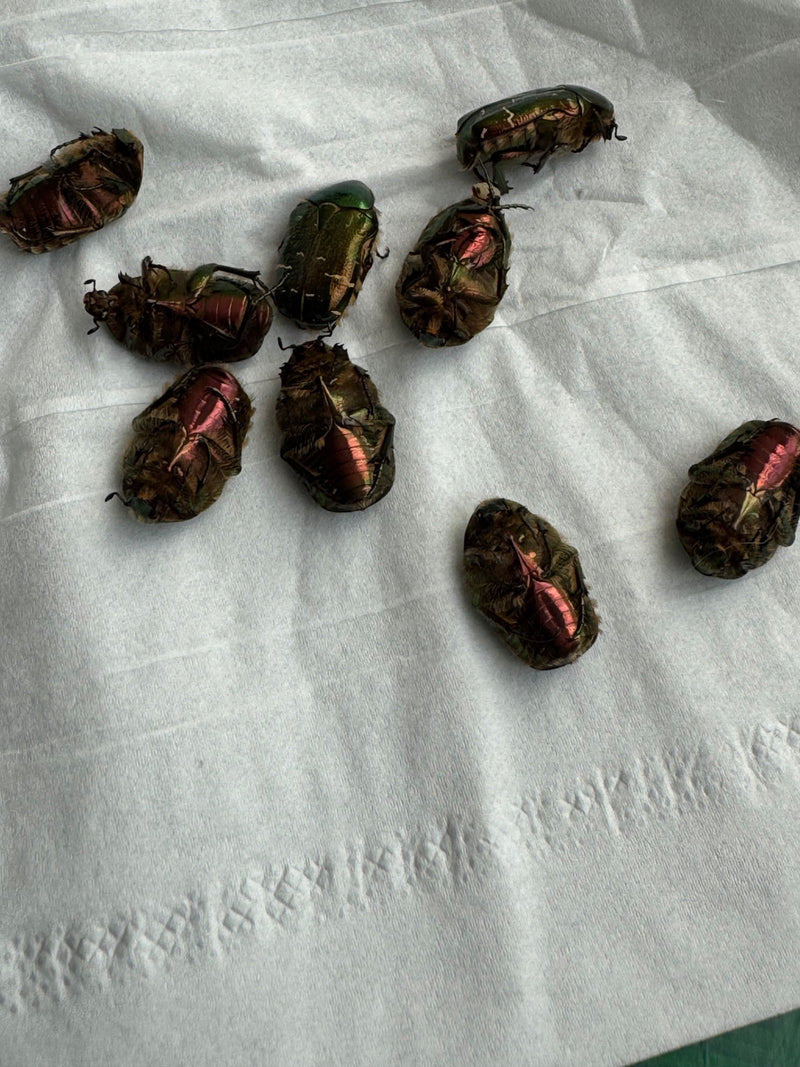 Roze kever — Bild 1