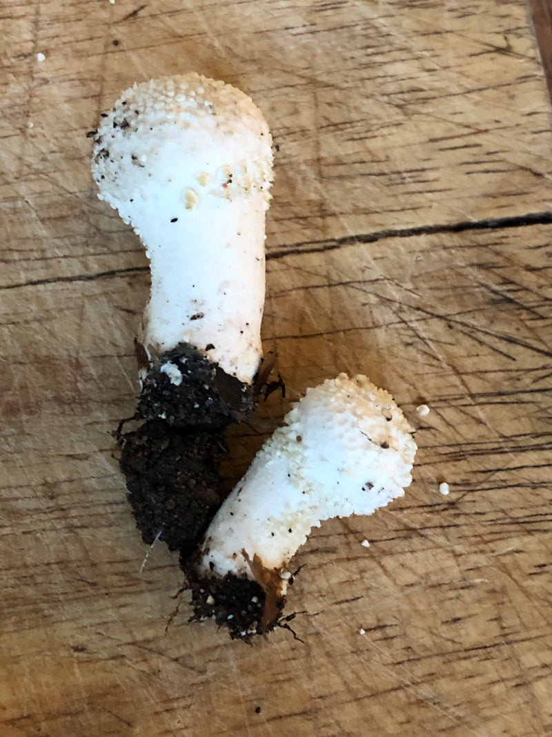 Twee pas afgesneden vruchtlichamen van de parelzwam met kenmerkende stekels liggen op een houten ondergrond.
