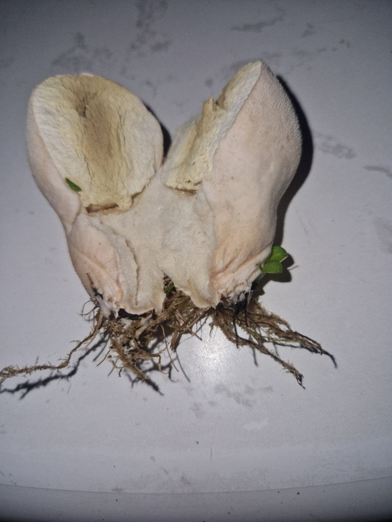 Te zien is een doormidden gesneden vruchtlichamen van de parelstuifzwam. De lichte, homogene binnenlaag en de onderliggende myceliumresten zijn duidelijk zic...