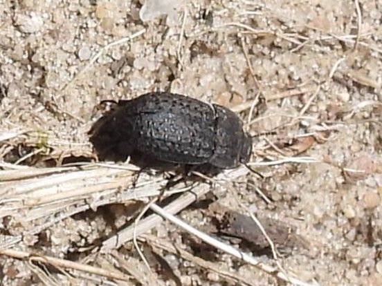 Gemeiner Staubkäfer — Bild 2