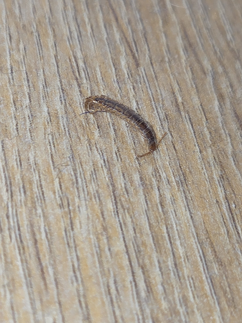 Gemeenschappelijke Steenkruiper — Bild 1