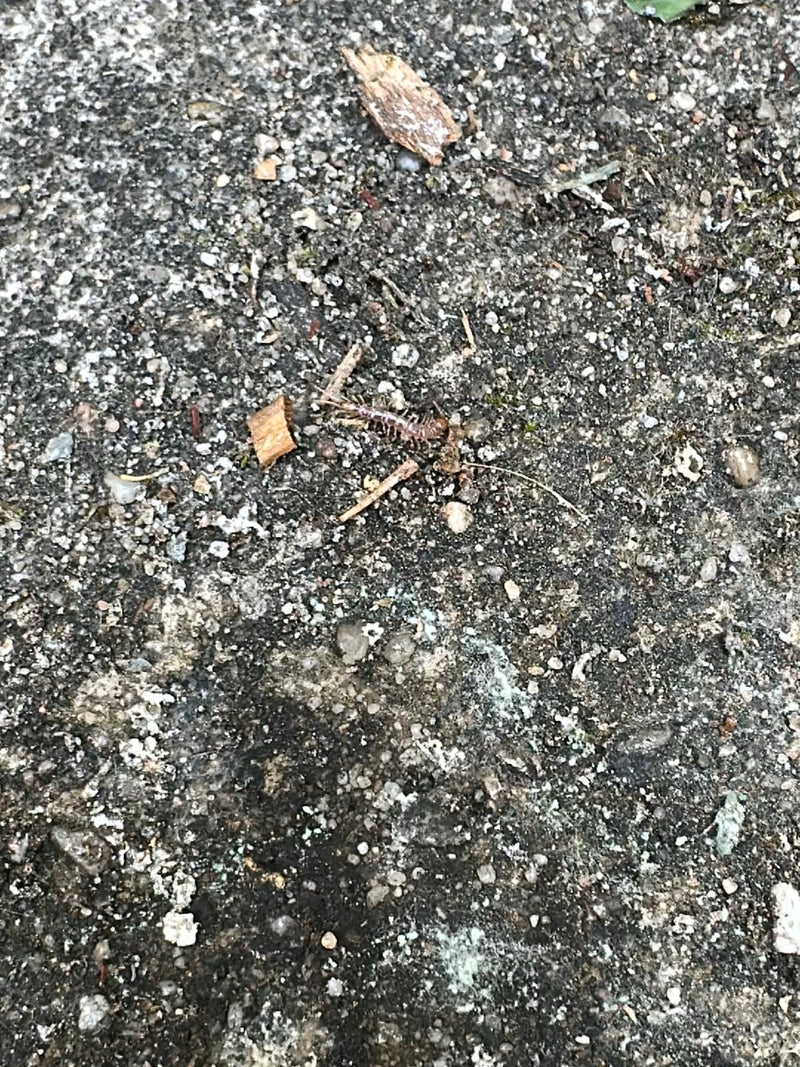 Een gewone steenloper loopt over een st Aenige en stoffige ondergrond. Het langwerpige, veeltallige dier is goed te zien.