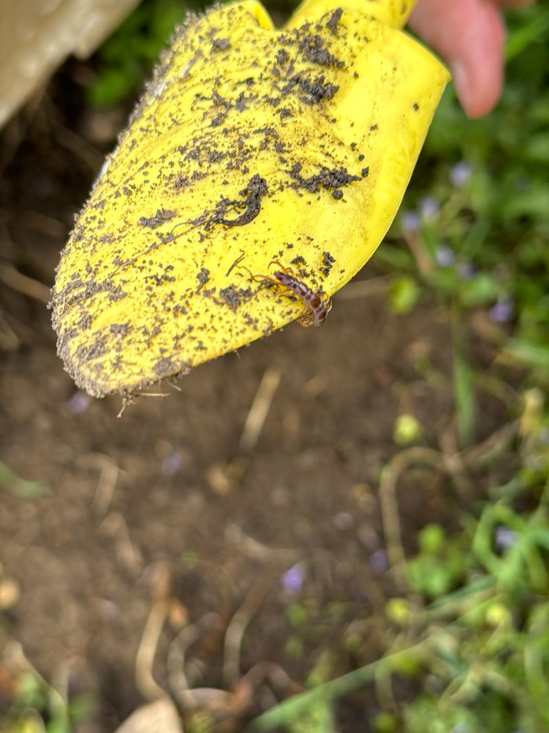 Een gewone steenloper loopt over een vuile gele tuinschep. Op de achtergrond is donkere aarde en wat groen te zien.