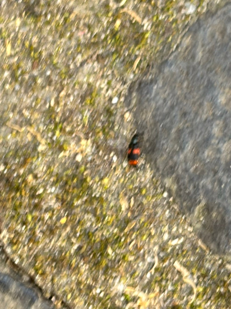 Gemeiner Totengräber — Bild 4