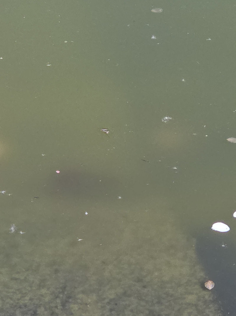 Gemeenschappelijke waterstrider — Bild 1