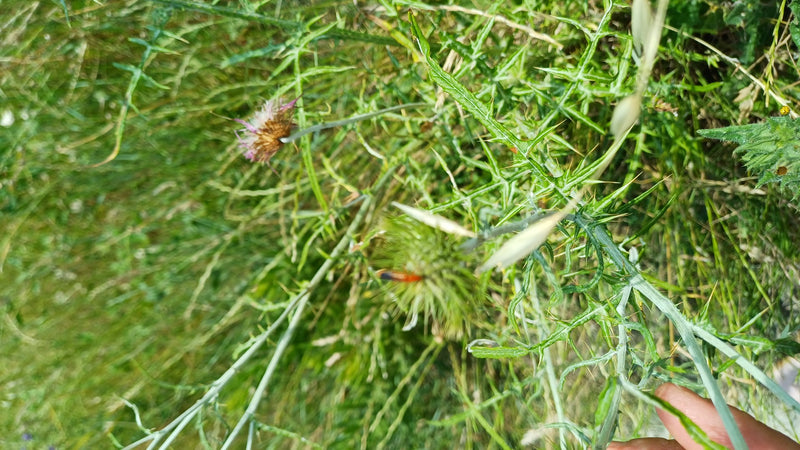 Een rode soldaatje zit op een groene distel in een weideomgeving. Het onderwerp is vrij klein en wazig.