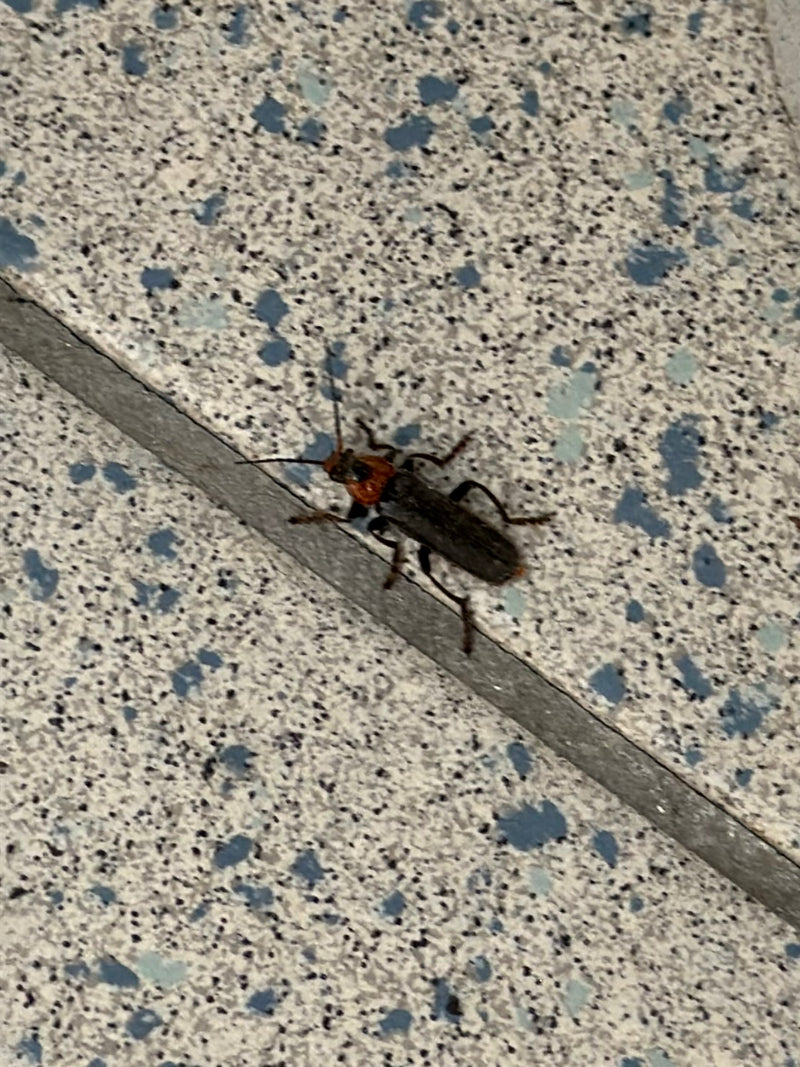 De afbeelding toont een roodhalssoldaatje dat op een lichte tegelvloer zit. Het insect toont zijn kenmerkende rode halsschild en donkere dekschilden.