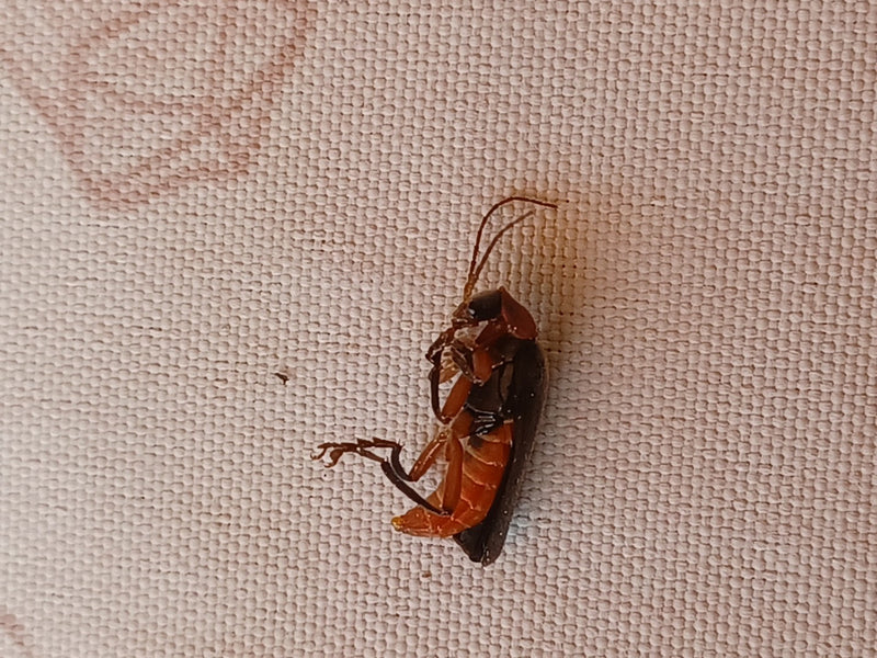 Een rode soldaatkever ligt op zijn rug op een lichte textielondergrond. Het insect is goed te herkennen.