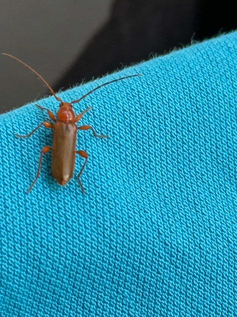 Een rode soldaatje zit op een blauwe stoffen ondergrond in bovenaanzicht. De roodbruine dekschilden en oranje kop zijn duidelijk zichtbaar.