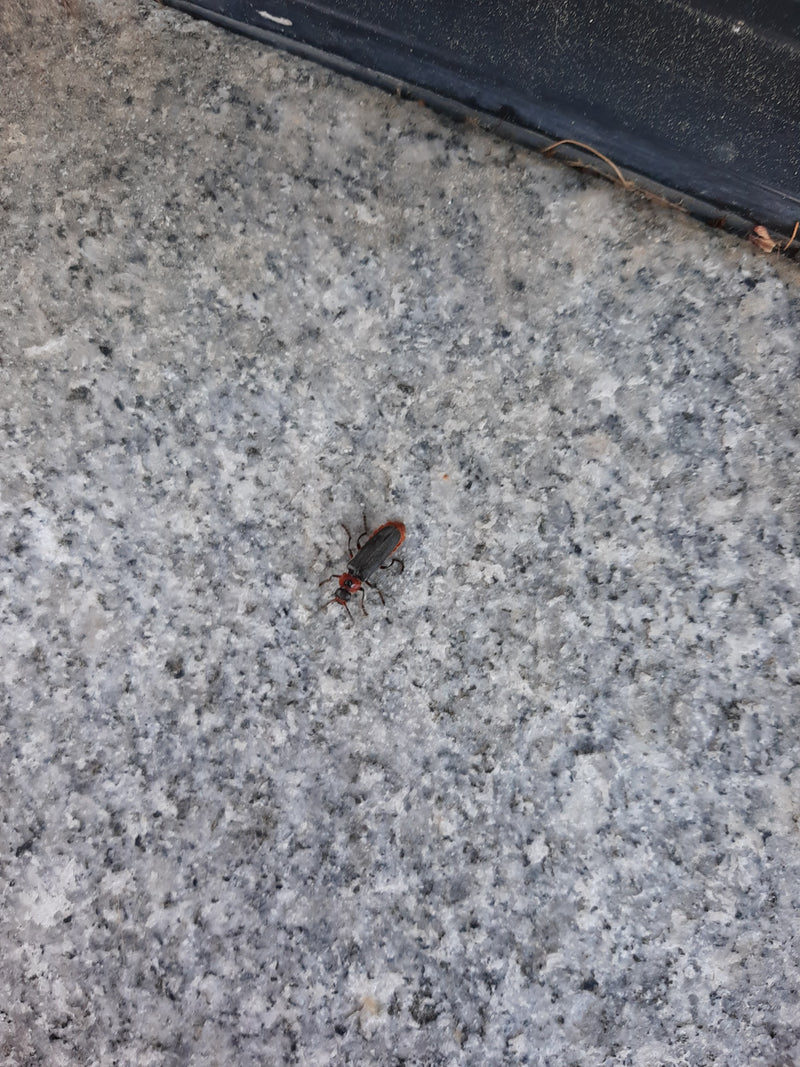 Gemeiner Weichkäfer — Bild 4