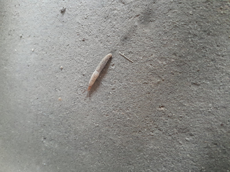 Een netelstakker kruipt langzaam over een ruwe, grijze betonnen vloer. De foto toont het dier van boven.