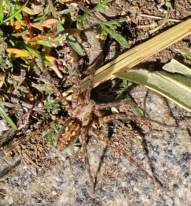Gescherpte jagerspin — Bild 1