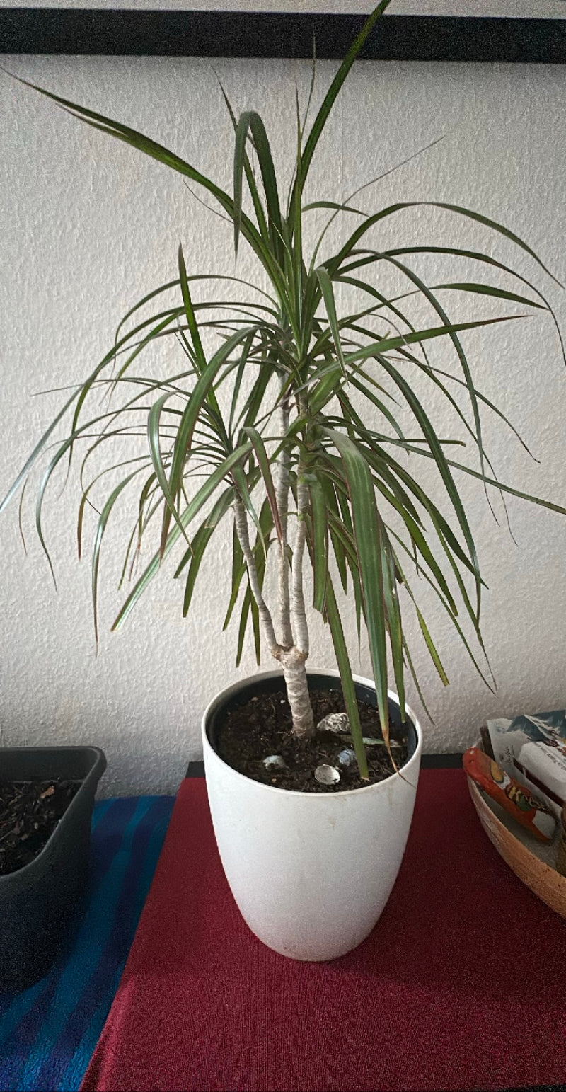 Gescherpte drakenboom — Bild 1