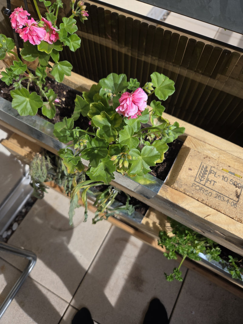 geranium — Bild 2