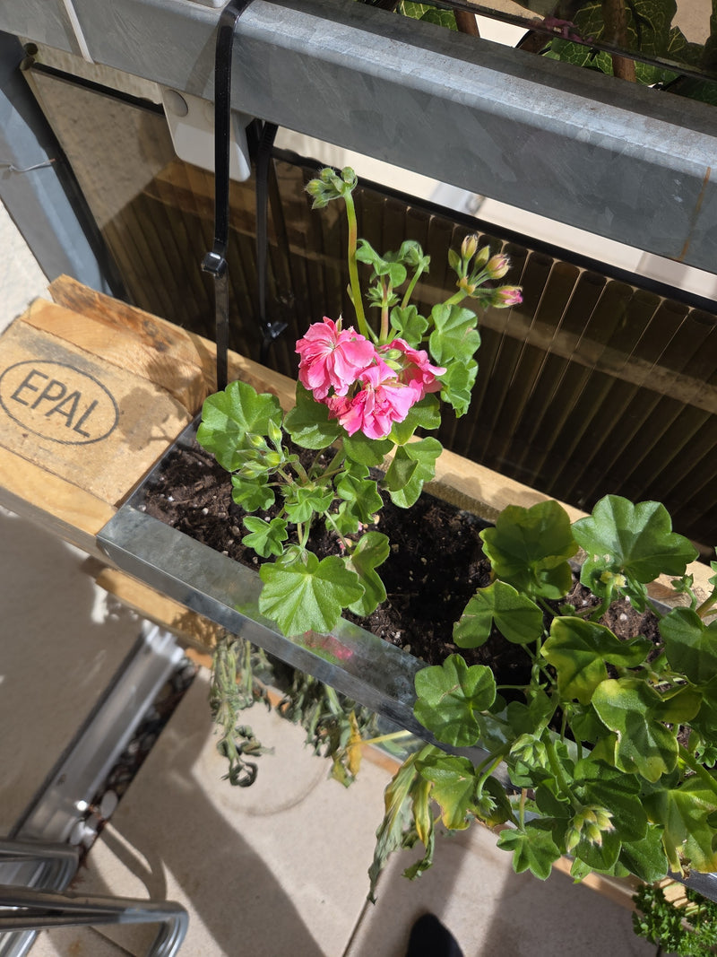 geranium — Bild 1